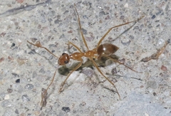 Myrmecocystus
