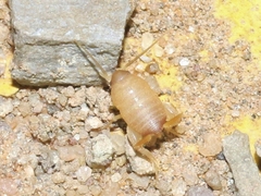 Myrmecophilus nebrascensis