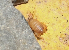 Myrmecophilus nebrascensis