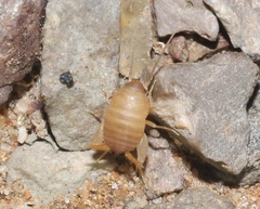 Myrmecophilus nebrascensis