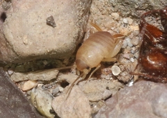 Myrmecophilus nebrascensis