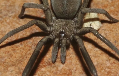 Arizona black hole spider