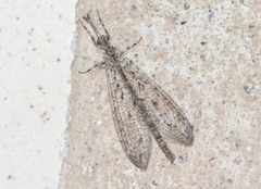 Chaetoleon pusillus
