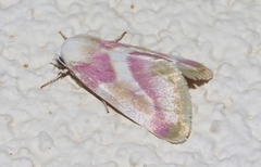 Schinia regina