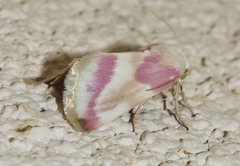 Schinia regina