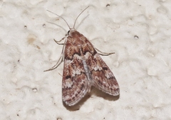 Noctueliopsis brunnealis