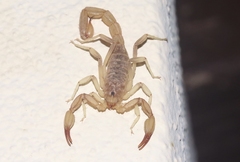 Chihuahuanus russelli