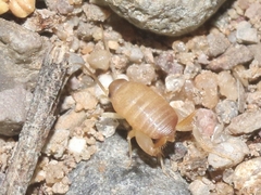 Myrmecophilus nebrascensis