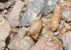 Myrmecophilus nebrascensis