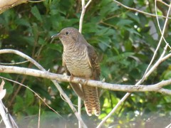 Cacomantis variolosus variolosus