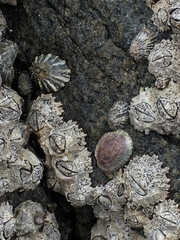 Siphonaria lessonii