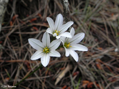 Tristagma bivalve