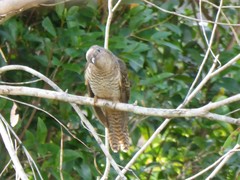 Cacomantis variolosus variolosus