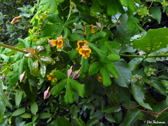 Tropaeolum ciliatum