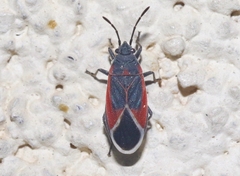 Melacoryphus admirabilis