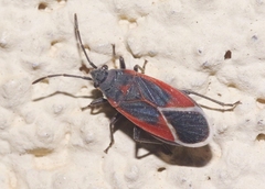 Melacoryphus admirabilis