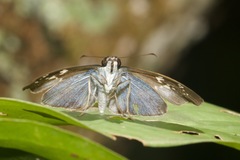 Pythonides grandis assecla