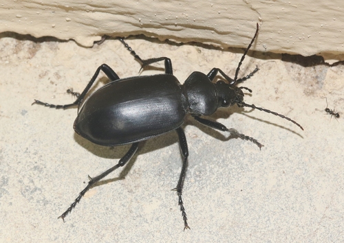 Calosoma peregrinator