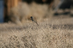 Artemisiospiza nevadensis