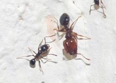 Pheidole crassicornis