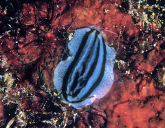 Phyllidiopsis xishaensis