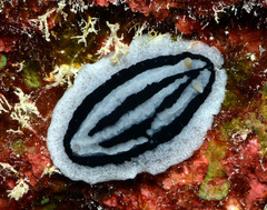 Phyllidiopsis xishaensis