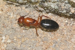 Camponotus sayi