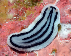 Phyllidiopsis xishaensis