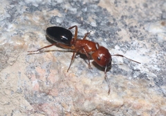 Camponotus sayi