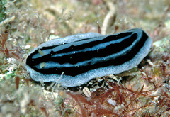 Phyllidiopsis xishaensis