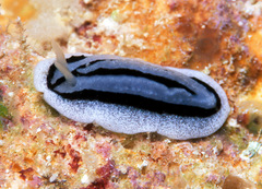 Phyllidiopsis xishaensis