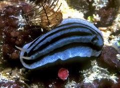 Phyllidiopsis xishaensis