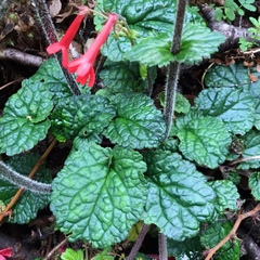 Ourisia coccinea coccinea
