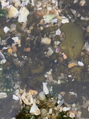 Dactylosiphon durvillei