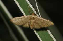 Idaea eremiata