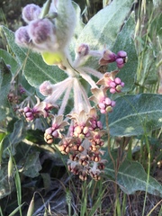 Asclepias californica