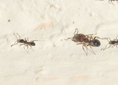 Pheidole crassicornis
