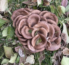 Calocybe carnea