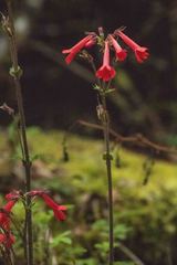 Ourisia coccinea coccinea