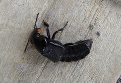 Creophilus oculatus