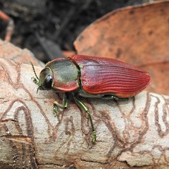 Temognatha variabilis