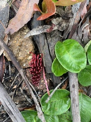 Grevillea laurifolia
