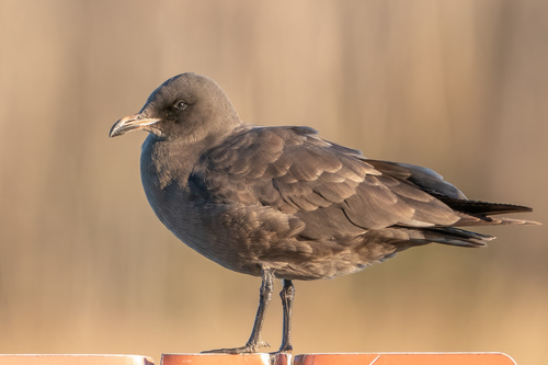 Heermann’s Gull｜赫尔曼鸥 参考照片
