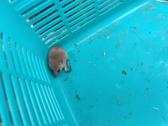 Vandeleuria oleraceus