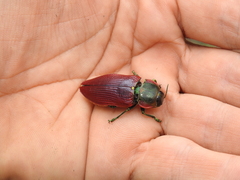 Temognatha variabilis