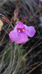 Craterostigma wilmsii