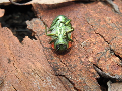 Temognatha variabilis