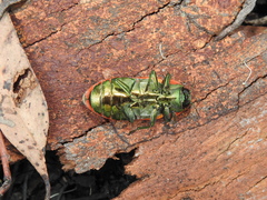 Temognatha variabilis
