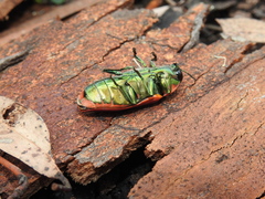 Temognatha variabilis