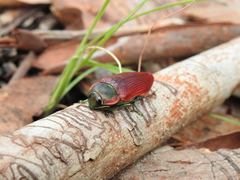 Temognatha variabilis